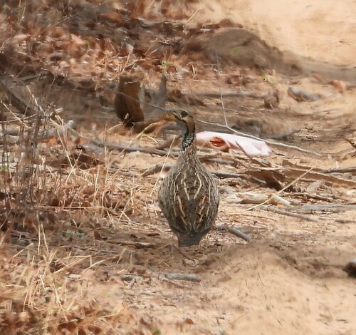 Shelley's Francolin (Scleroptila shelleyi), photo 9