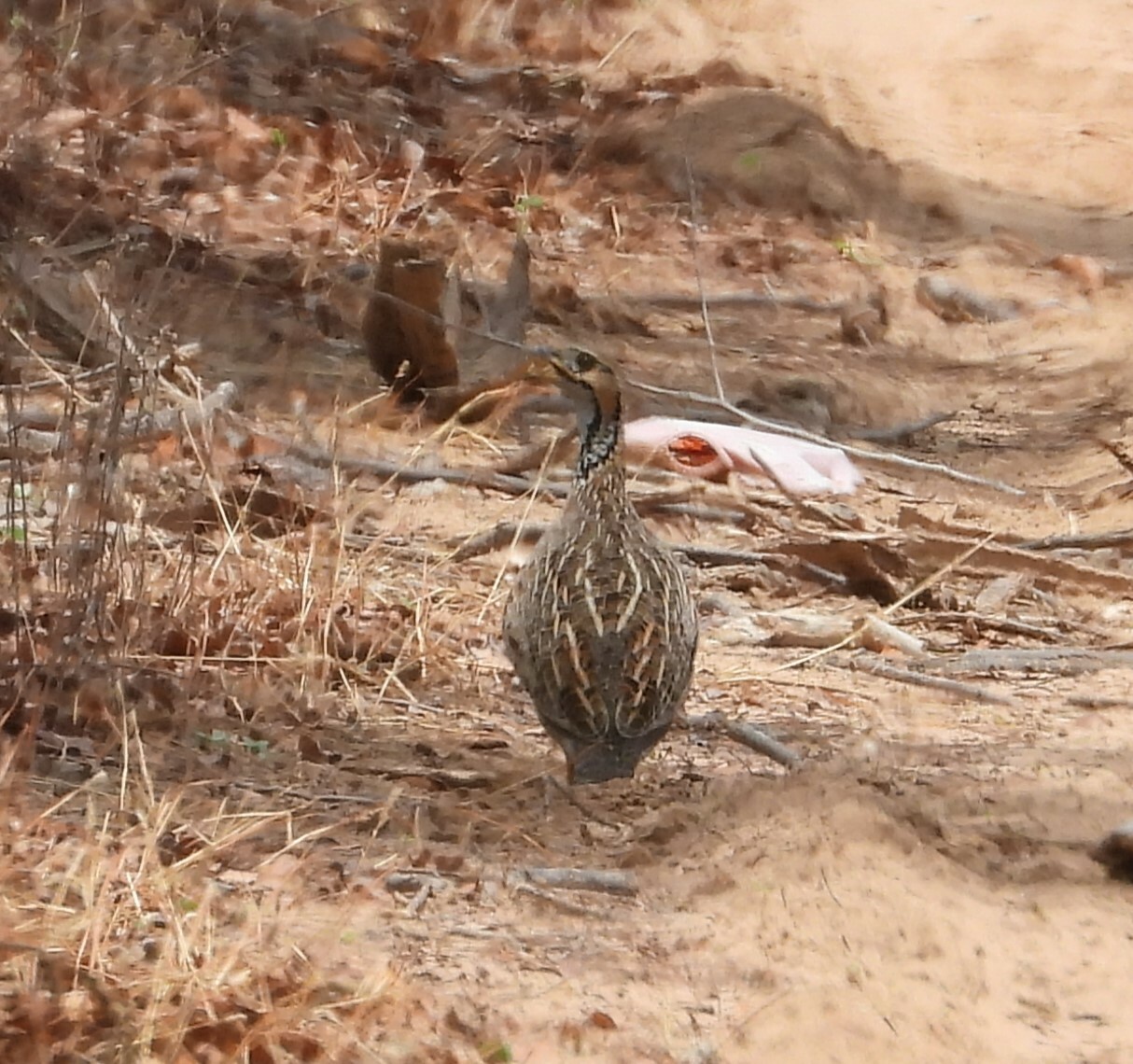 Shelley's Francolin (Scleroptila shelleyi), photo 8