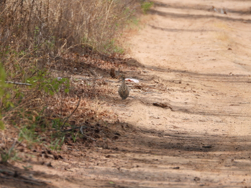 Shelley's Francolin (Scleroptila shelleyi), photo 10