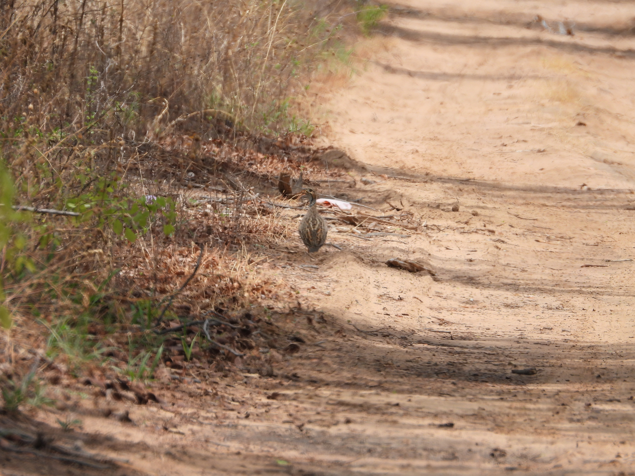 Shelley's Francolin (Scleroptila shelleyi), photo 9