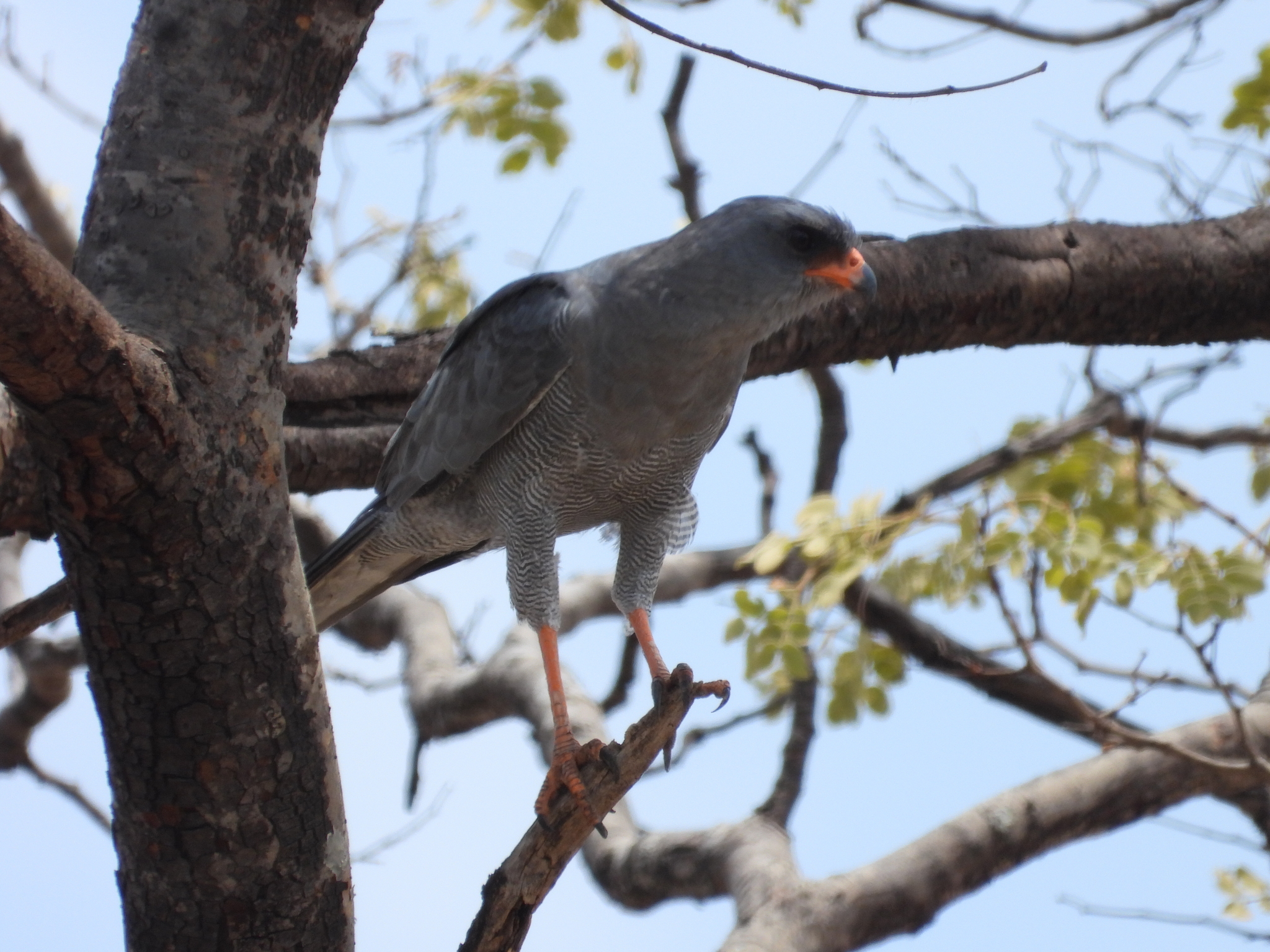 Dark Chanting-Goshawk (Melierax metabates)