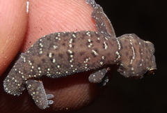 Pachydactylus affinis