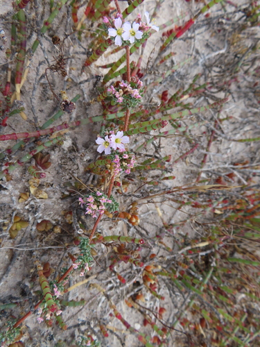 Image of Frankenia pulverulenta by (c) linkie, some rights reserved (CC BY)