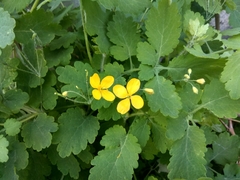 Chelidonium majus