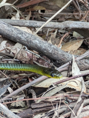 Common Tree Snake sighting