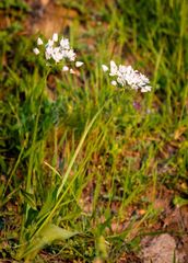 Allium neapolitanum
