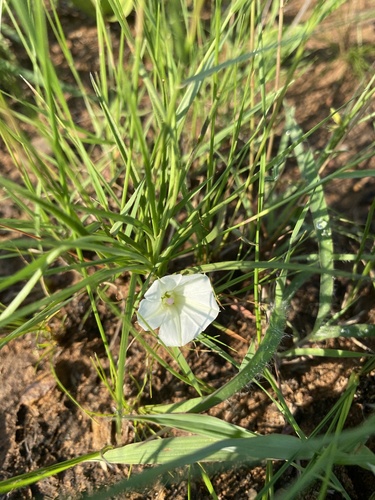 Simple Morning Glory (Ipomoea simplex)