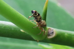 Cosmophasis thalassina