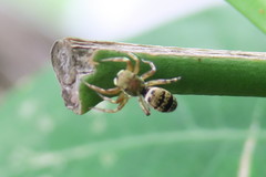 Cosmophasis thalassina