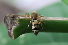 Cosmophasis thalassina