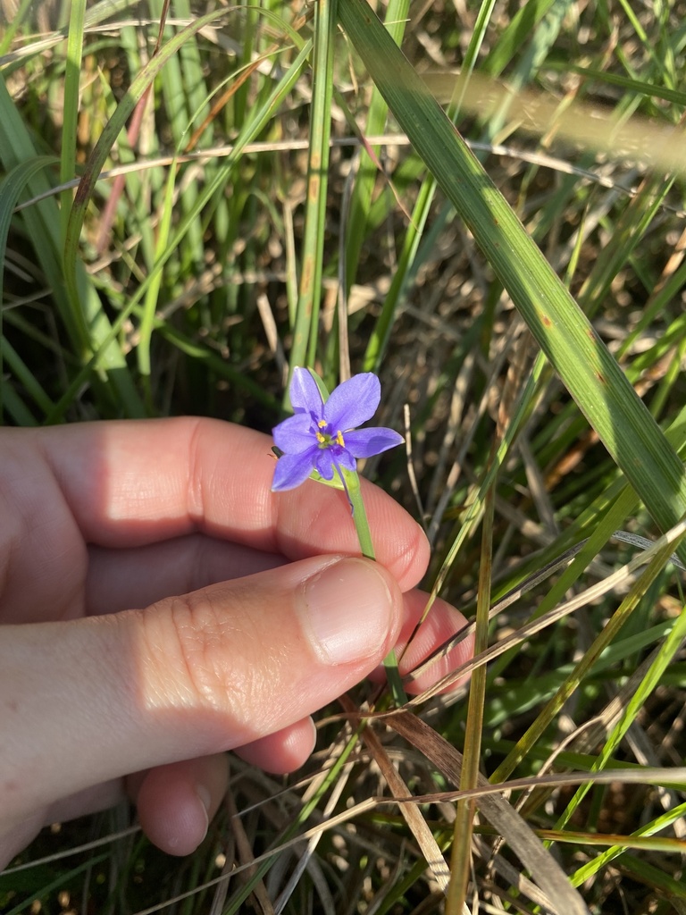 Aristea abyssinica; photograph Sunčana Bradley, CC BY, iNaturalist via GBIF