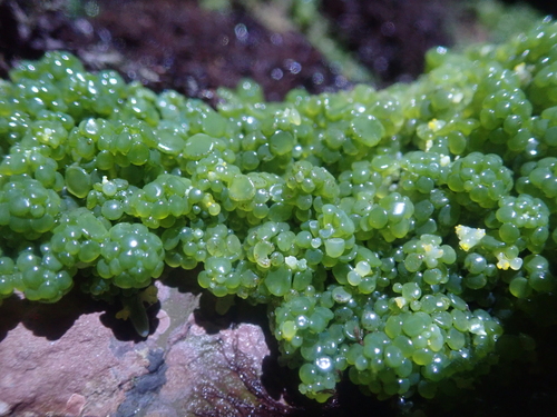 Caulerpa macrophysa observed 2023-11-29