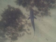 Carcharhinus obscurus