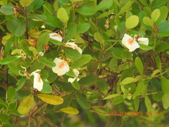 Vochysiaceae