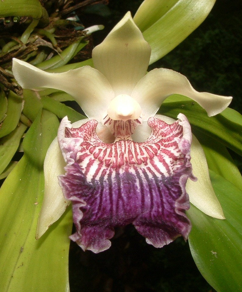 Cochleanthes flabelliformis