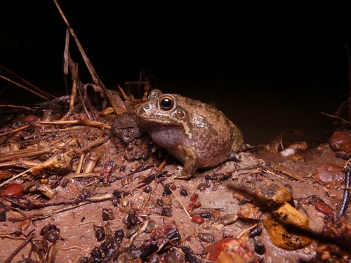 Knife-footed Frog