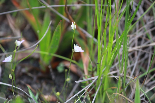 Image of Utricularia livida by (c) Mahomed Desai, some rights reserved (CC BY)