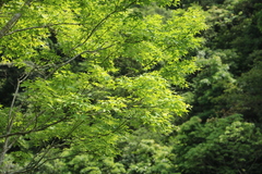Acer serrulatum