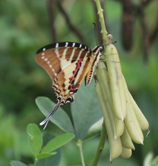 Graphium nomius