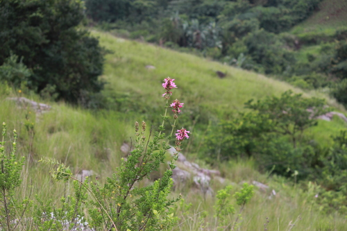 Syncolostemon densiflorus, photograph 4