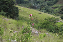 Syncolostemon densiflorus, photograph (c) Mahomed Desai, some rights reserved (CC BY)