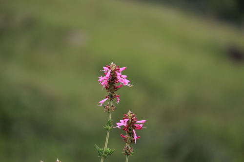 Syncolostemon densiflorus, photograph 5