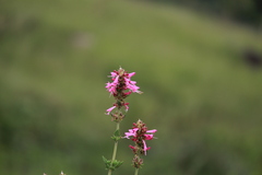 Syncolostemon densiflorus, photograph (c) Mahomed Desai, some rights reserved (CC BY)