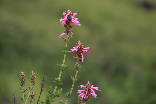 Syncolostemon densiflorus, photograph 6