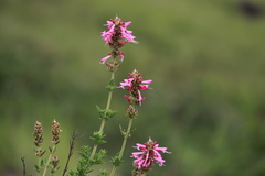 Syncolostemon densiflorus, photograph (c) Mahomed Desai, some rights reserved (CC BY)