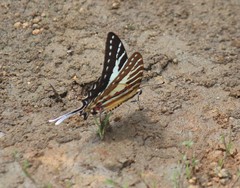 Graphium nomius