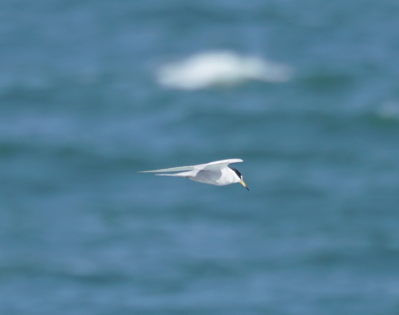Peruvian Tern (Sternula lorata), photo 7