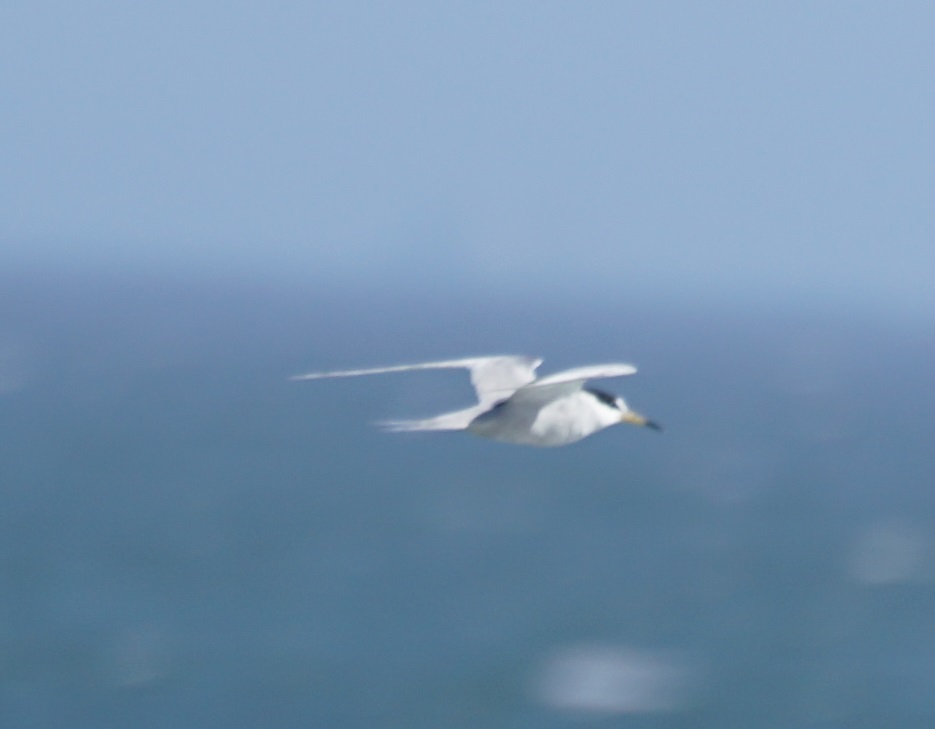 Peruvian Tern (Sternula lorata), photo 8