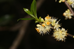 Exobasidium symploci