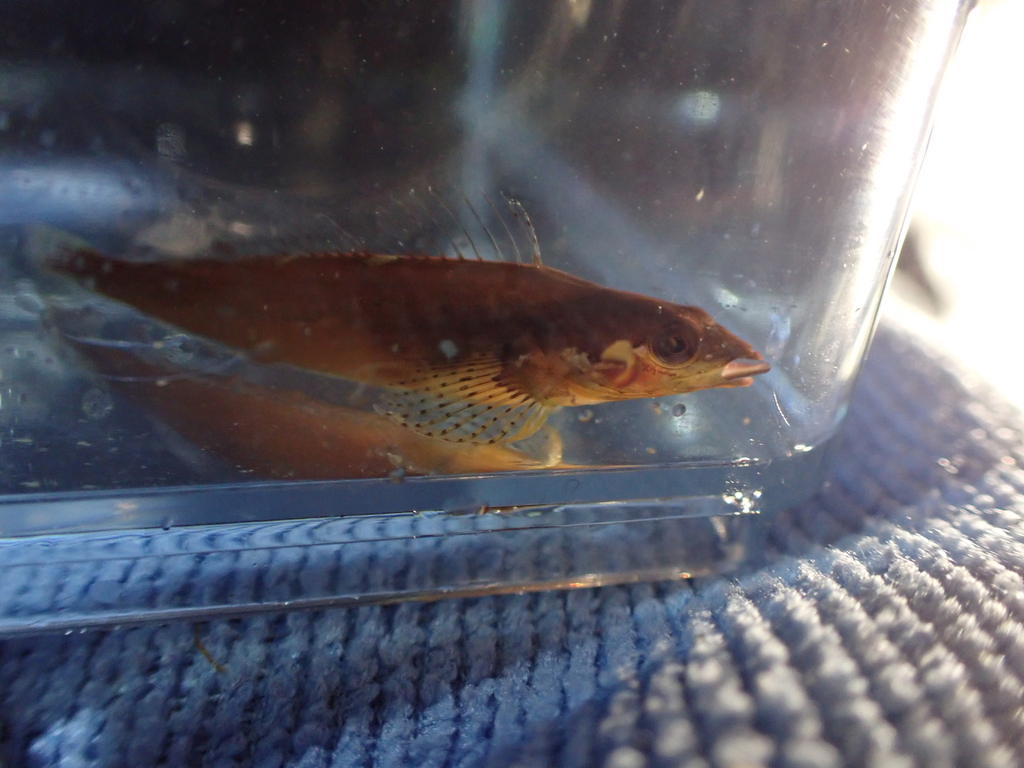 Manacled Sculpin