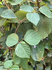Rhynchosia caribaea