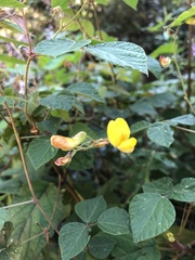 Rhynchosia caribaea