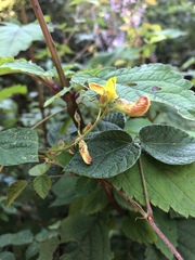 Rhynchosia caribaea