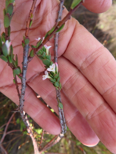 Image of Dune Capesaffron (Gnidia spicata) by (c) linkie, some rights reserved (CC BY)
