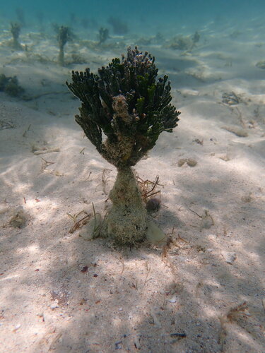 Halimeda cylindracea observed 2023-11-25