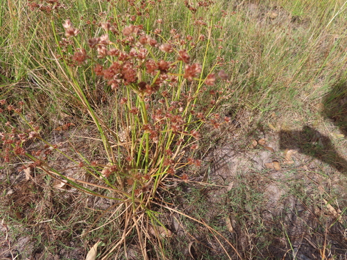 Image of Juncus oxycarpus by (c) linkie, some rights reserved (CC BY)
