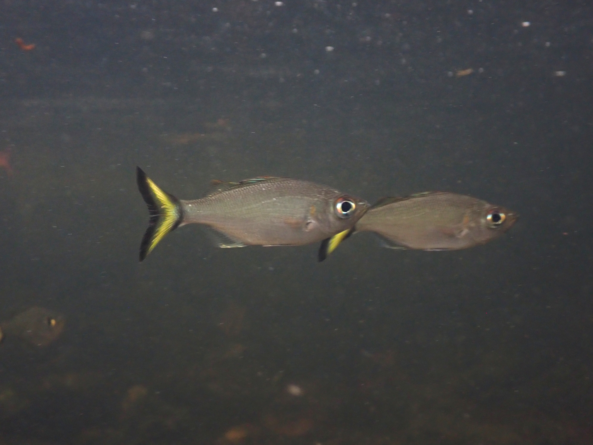 Silver Flagtail photo 5