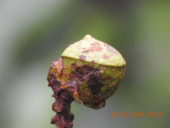 Lecythidaceae