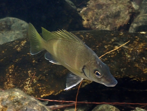 Silver grunter (Mesopristes argenteus) — Terapontidae — 4