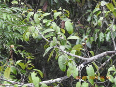 Lecythidaceae
