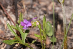 Viola palmata