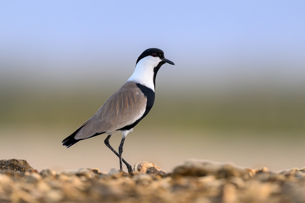 Spur-winged Lapwing (Vanellus spinosus) photo