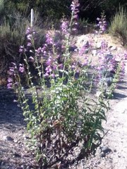 Penstemon spectabilis