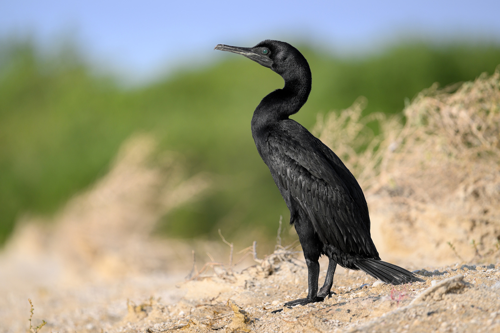 Socotra Cormorant photo