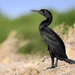 Socotra Cormorant - Photo (c) cog2022, some rights reserved (CC BY-NC)