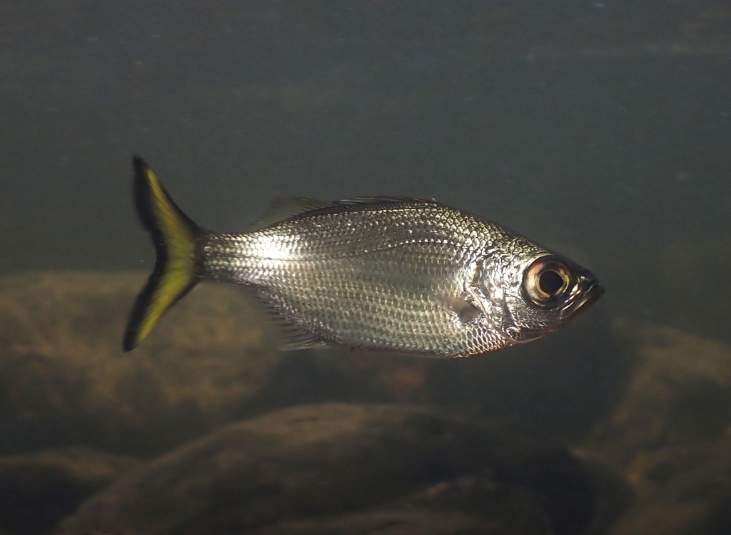 Flagtail (Kuhlia munda) — Kuhliidae